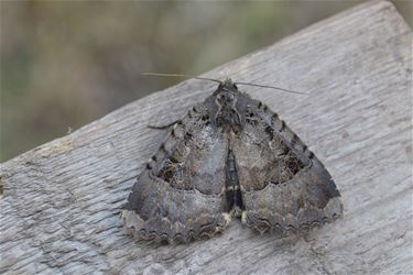 Zwart weeskind in 't Lindel - Pelt