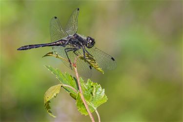 Zwarte Heidelibel - Beringen