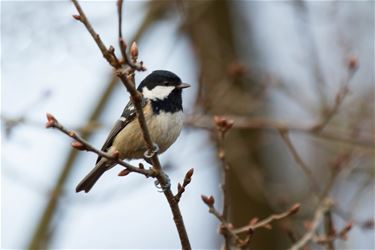 Zwarte Mees (Parus ater) - Beringen