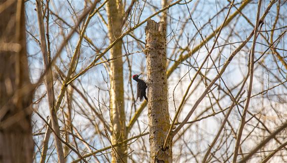 Zwarte specht gespot - Lommel