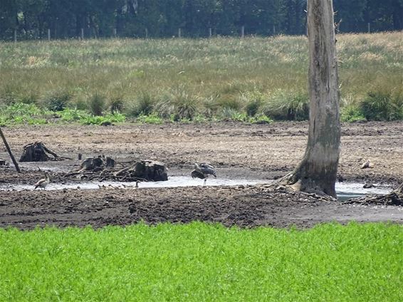 'Zwarte Water' staat praktisch droog - Hechtel-Eksel