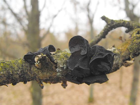 Zwarte zwammen in het bos - Hechtel-Eksel