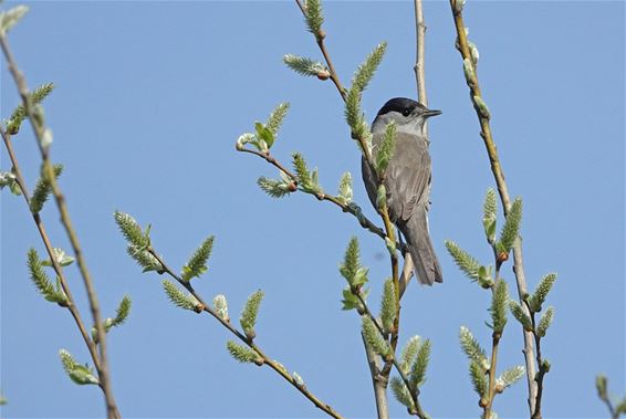 Zwartkop laat zich horen in Het Hageven - Pelt