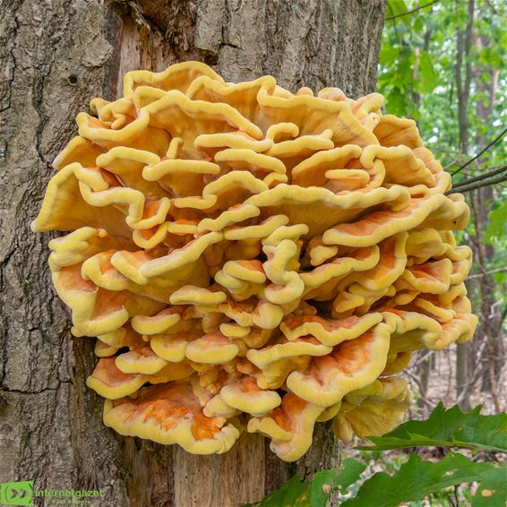 Zwavelzwam bloeit op ondanks droogte - Pelt