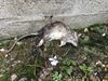 Beringen - Rattenplaag in Beverlo