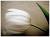 Hamont-Achel - Het troosteloze van een hangend tulpenkopje