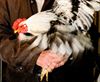 Beringen - Versoepeling maatregelen vogelgriep