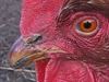 Houthalen-Helchteren - Afschermplicht pluimvee bij hobbyhouders opgeheven