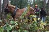 Overpelt - Werkpaarden in Bosland