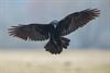 Beringen - Raven gespot in Koersel