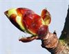 Hamont-Achel - Knoppen staan op springen