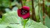 Lommel - Een bijzondere bloem: Trillium Erectum