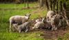 Lommel - Vandaag tussen Heuvel en Kolonie