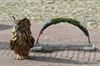 Lommel - Ten strijde tegen roofvogelshows