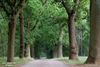 Hamont-Achel - De poort naar...
