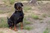 Beringen - Hond gevonden