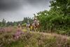 Lommel - Bloeiende heide in Kattenbos