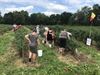 Beringen - Einde zelfpluk bij Blueberry Fields