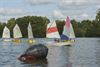 Beringen - Zeilkamp Sirocco aan Paalse Plas