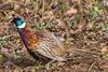 Beringen - De kleurrijke fazant