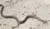 Lommel - Gladde slang in de Sahara