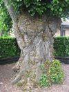 Neerpelt - De oudste boom?