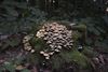 Lommel - Overvloed aan bospaddenstoelen in Pijnven