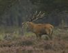 Overpelt - Met de groeten uit... de Veluwe