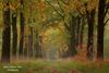 Hamont-Achel - Herfst op de Leenderheide