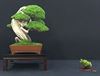Hamont-Achel - Hamontenaren geselecteerd voor bonsai-expo