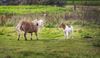 Lommel - Pony's in Kattenbos