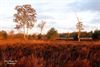 Hamont-Achel - Ondertussen, op de Leenderheide...