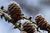 Tongeren - De eerste winterprik