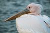 Lommel - Kijk eens aan: een roze pelikaan