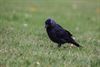 Beringen - De kauw (corvus monedula)