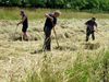 Lommel - In de Vloeiweiden wordt er gehooid