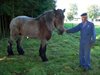 Neerpelt - De charme van het Belgisch trekpaard