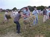 Overpelt - Hoeverheidefeest in volle gang