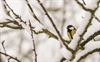 Lommel - Sneeuw in onze stad