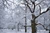Overpelt - De mooiste boom in de sneeuw