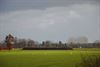 Lommel - Grote groep reigers in Oude Maai