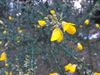 Hechtel-Eksel - De gaspeldoorn bloeit