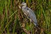 Beringen - De blauwe reiger