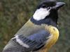 Hamont-Achel - Koolmees op eerste plaats na vogeltelweekend