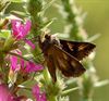 Pelt - Gemiddeld 24 vlinders per tuin