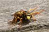 Hamont-Achel - Nieuwe website over wespennesten