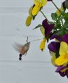Neerpelt - De kolibrievlinder is er al