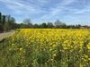 Tongeren - Brandfase geel in Limburg