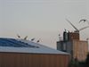 Lommel - Naar een babyboom in Lommel?