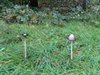 Overpelt - Mooie paddenstoelen